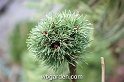 wbgarden dwarf conifers 65